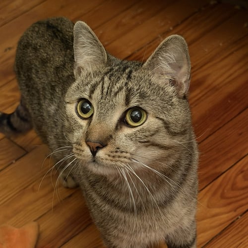 ALMOND (PLAYFUL AND LOVES HIS BFF CASHEW) - Domestic Short Hair available for adoption
