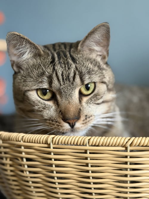 ALMOND (PLAYFUL AND LOVES HIS BFF CASHEW) - Domestic Short Hair available for adoption