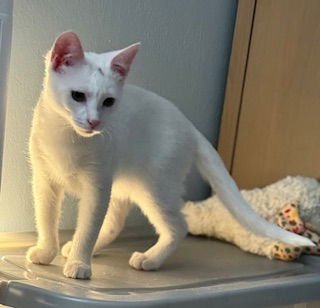 POLAR - Domestic Short Hair available for adoption