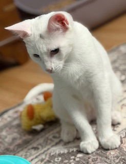 POLAR - Domestic Short Hair available for adoption