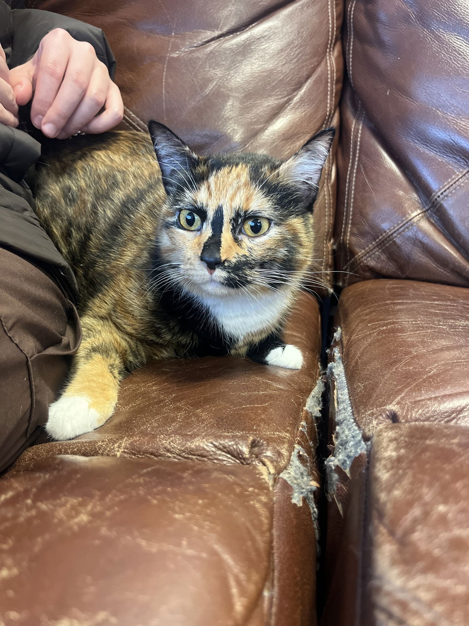 EMBER - Domestic Short Hair available for adoption