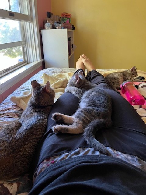 TRIXTER (BONDED WITH JOURNEY) - Domestic Short Hair available for adoption