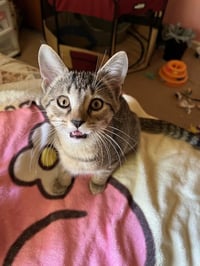 Trixter (bonded with Journey) - Photo 4