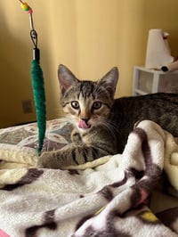 Trixter (bonded with Journey) - Photo 7