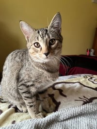 Trixter (bonded with Journey) - Photo 11