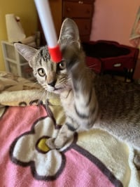 Trixter (bonded with Journey) - Photo 3