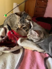 Trixter (bonded with Journey) - Photo 6