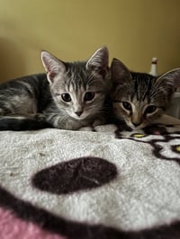 Trixter (bonded with Journey) - Photo 2