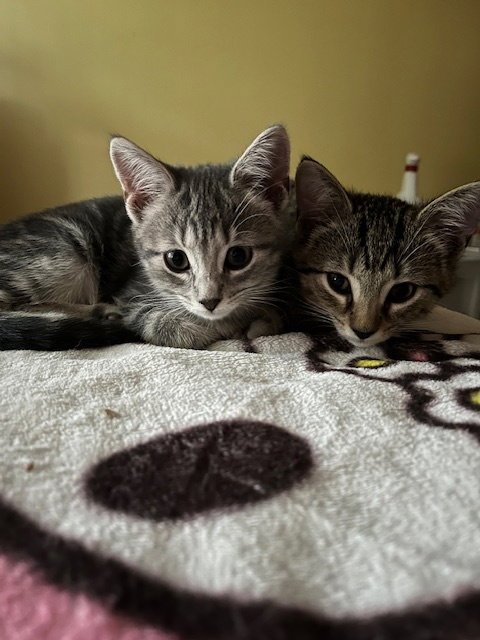 TRIXTER (BONDED WITH JOURNEY) - Domestic Short Hair available for adoption