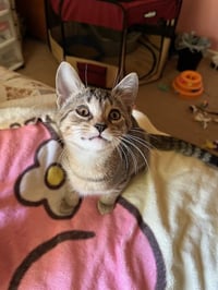Trixter (bonded with Journey) - Photo 5