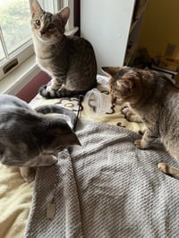 Trixter (bonded with Journey) - Photo 10