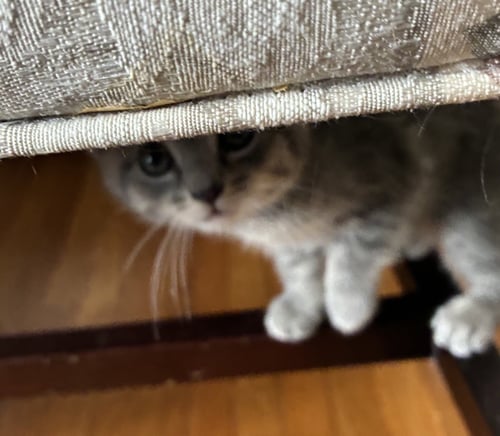 WREN - Domestic Short Hair available for adoption