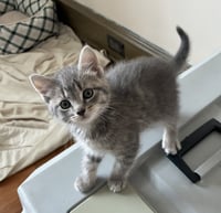 Wren - Photo 3