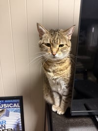Lacey (adopt with big sister Mocha) - Photo 1