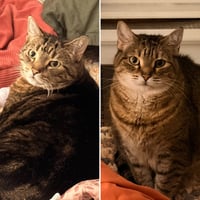 Lacey (adopt with big sister Mocha) - Photo 2