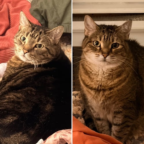 LACEY (ADOPT WITH BIG SISTER MOCHA) - Domestic Short Hair available for adoption