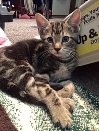 Lacey (adopt with big sister Mocha) - Photo 11