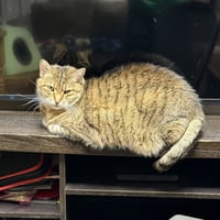 Lacey (adopt with big sister Mocha) - Photo 3