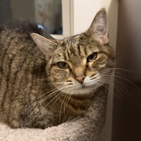 Lacey (adopt with big sister Mocha) - Photo 4