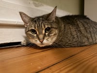 Lacey (adopt with big sister Mocha) - Photo 5