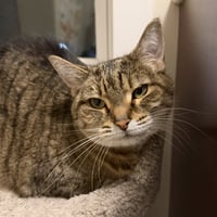 Lacey (adopt with big sister Mocha) - Photo 6