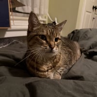 Lacey (adopt with big sister Mocha) - Photo 7