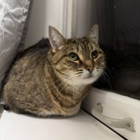 Lacey (adopt with big sister Mocha) - Photo 8