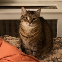 Lacey (adopt with big sister Mocha) - Photo 9