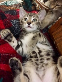 Lacey (adopt with big sister Mocha) - Photo 10