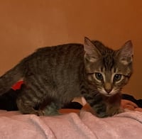 Eowyn - Photo 6