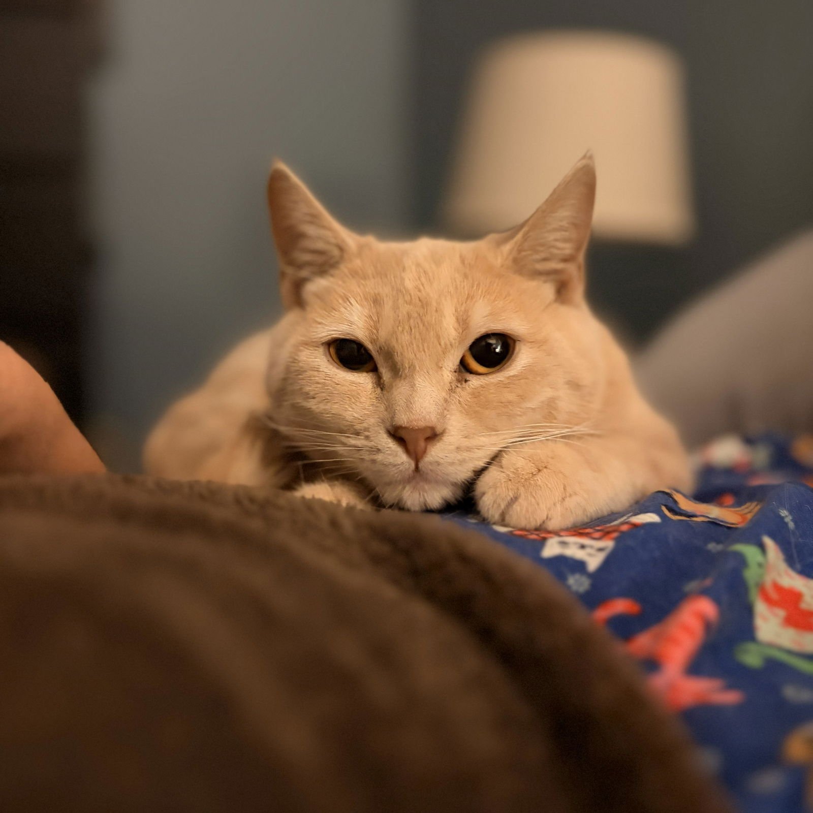 TWINKIE (ADOPT WITH SISTER SNACK CAKE, KRIMPET) - Domestic Short Hair available for adoption