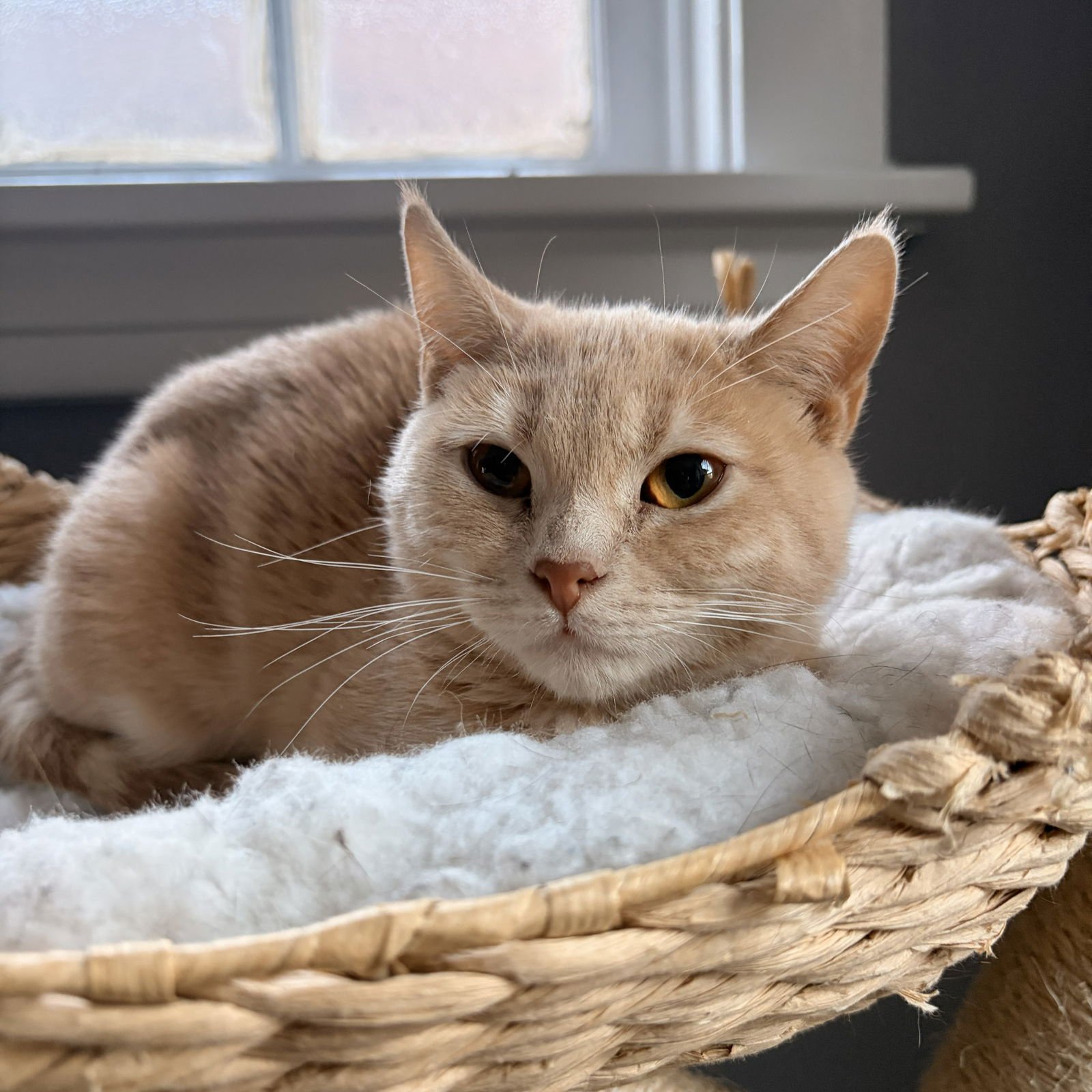 TWINKIE (ADOPT WITH SISTER SNACK CAKE, KRIMPET) - Domestic Short Hair available for adoption