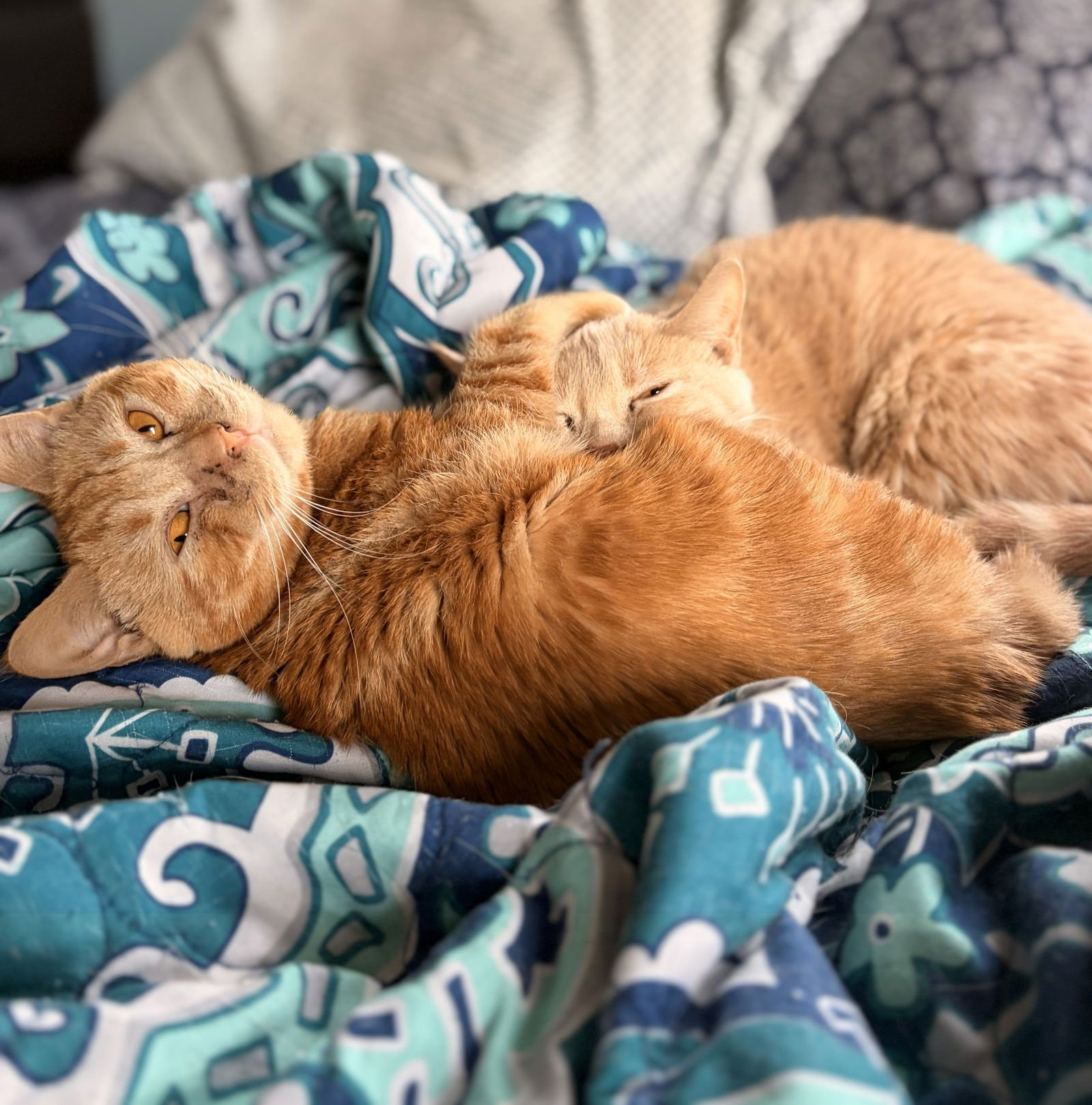 Twinkie (adopt with sister snack cake, Krimpet) - Photo 4