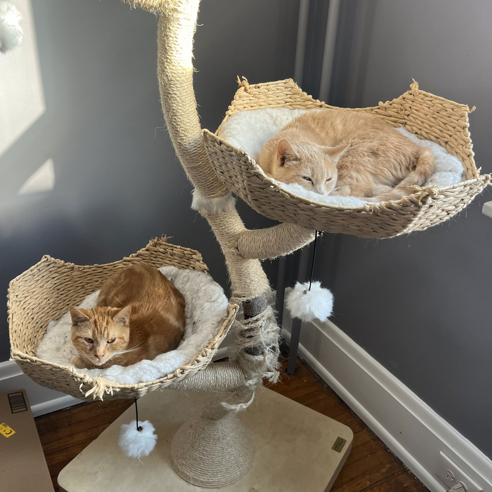 Twinkie (adopt with sister snack cake, Krimpet) - Photo 5