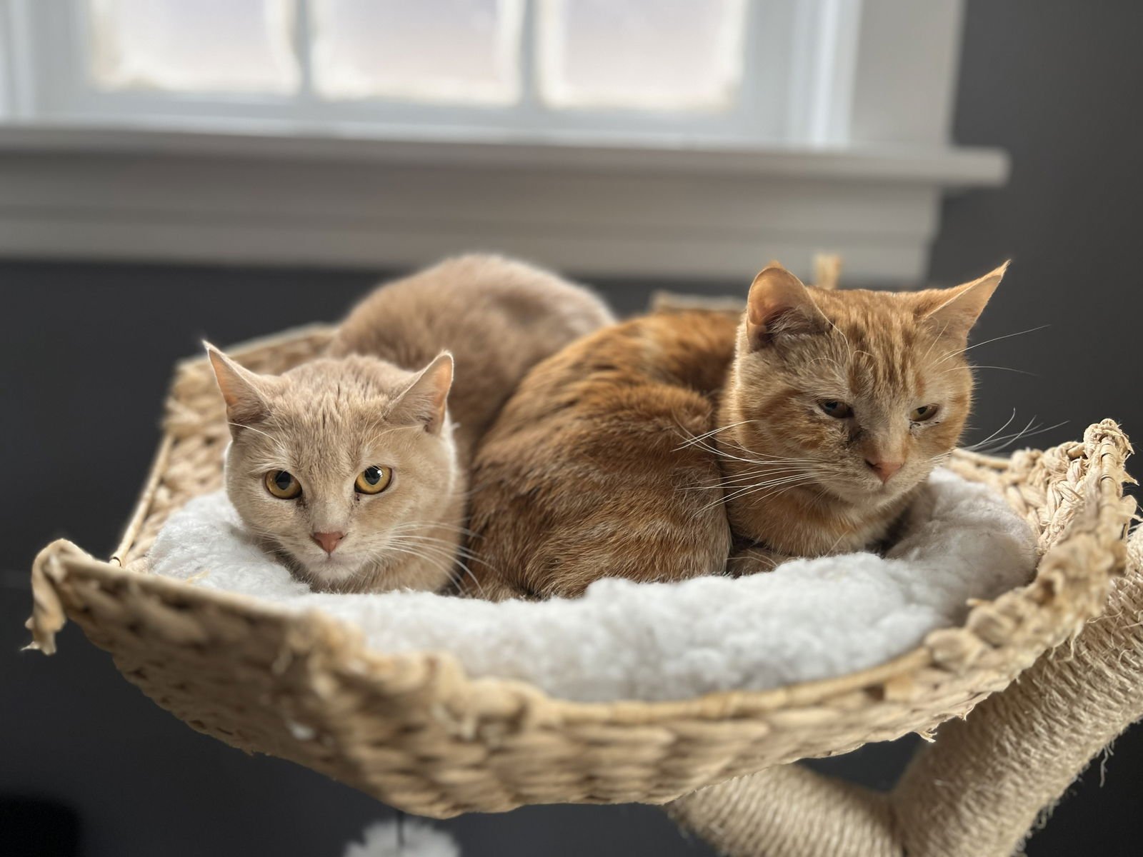 Twinkie (adopt with sister snack cake, Krimpet) - Photo 6