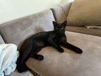 Sable - Photo 3