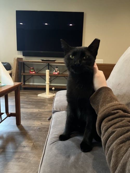 SABLE - Domestic Short Hair available for adoption