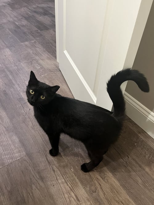 SABLE - Domestic Short Hair available for adoption