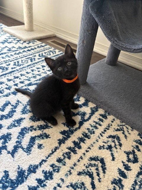 MARIO - Domestic Short Hair available for adoption