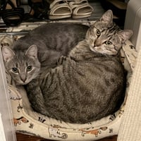 Cashew (sweet and soft and loves his BFF Almond) - Photo 4