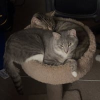 Cashew (sweet and soft and loves his BFF Almond) - Photo 5