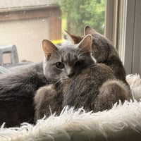 Cashew (sweet and soft and loves his BFF Almond) - Photo 6