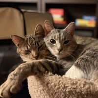 Cashew (sweet and soft and loves his BFF Almond) - Photo 7