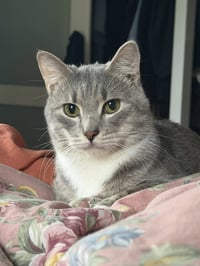 Cashew (sweet and soft and loves his BFF Almond) - Photo 3