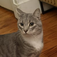 Cashew (sweet and soft and loves his BFF Almond) - Photo 1