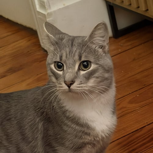 CASHEW (SWEET AND SOFT AND LOVES HIS BFF ALMOND) - Domestic Short Hair available for adoption