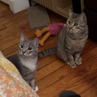 Cashew (sweet and soft and loves his BFF Almond) - Photo 9