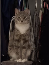Cashew (sweet and soft and loves his BFF Almond) - Photo 2