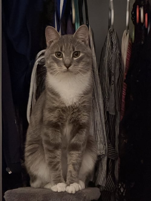 CASHEW (SWEET AND SOFT AND LOVES HIS BFF ALMOND) - Domestic Short Hair available for adoption