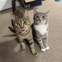 Cashew (sweet and soft and loves his BFF Almond) - Photo 8